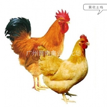 廣州本地批發(fā)黃花公雞品種介紹 黃4黃3土雞簡介 今日優(yōu)質(zhì)土3土4雞苗價(jià)格走勢
