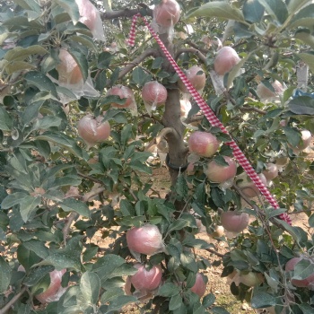 矮化，柱狀蘋(píng)果苗，煙富0，煙富3，煙富8，黑蘋(píng)果苗，紅肉蘋(píng)果苗