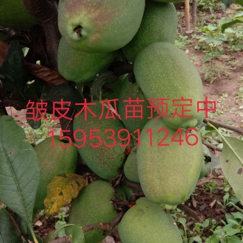 皺皮木瓜苗，光皮木瓜苗，木瓜海棠，木瓜種子，木瓜干