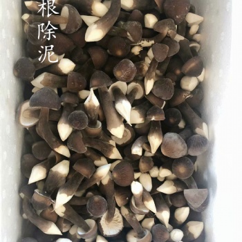 黑皮雞樅菌大量鮮貨干貨批發(fā)零售菌種栽培技術(shù)培訓(xùn)
