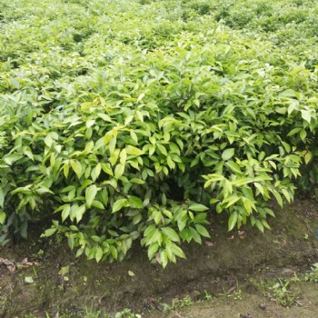 成都天竺桂基地處理價格