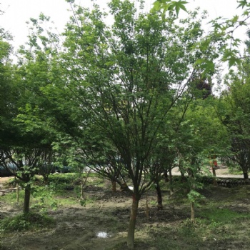 成都雞爪槭基地促銷價格