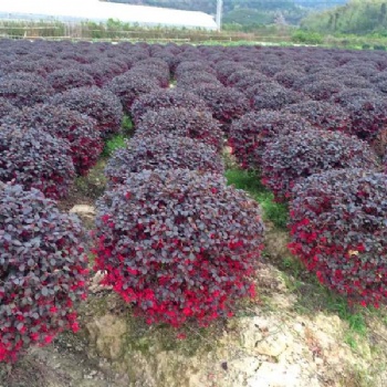成都紅繼木球基地供應
