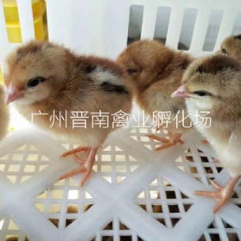 大型晉南禽業(yè)孵化場 脫溫雞苗量大優(yōu)惠現(xiàn)貨 專業(yè)公司