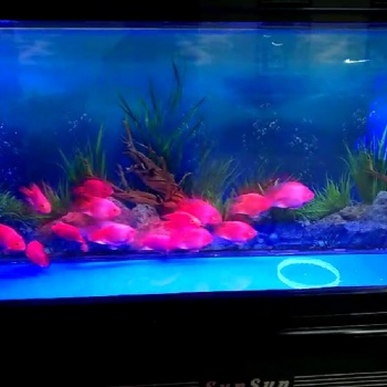 濟南高新區丁豪廣場清洗魚缸