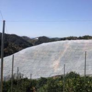 尋烏果樹防蟲網加厚臍橙網抗老化耐日曬果樹好紗網