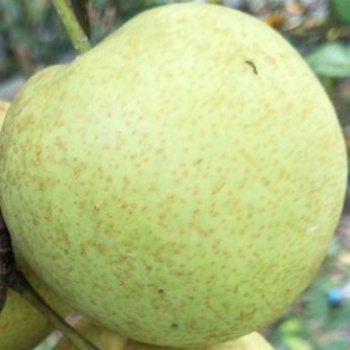 臺(tái)灣 （青花梨）梨樹 苗
