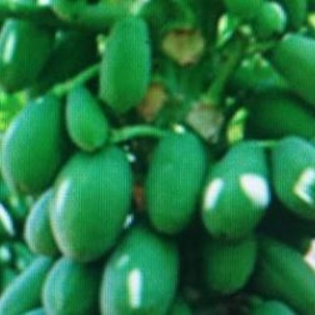 臺(tái)灣（臺(tái)農(nóng)7號(hào)）木瓜苗