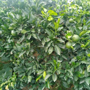 河北安平臍橙防蟲(chóng)網(wǎng)定制大廠家韌性好抗老化40-60目