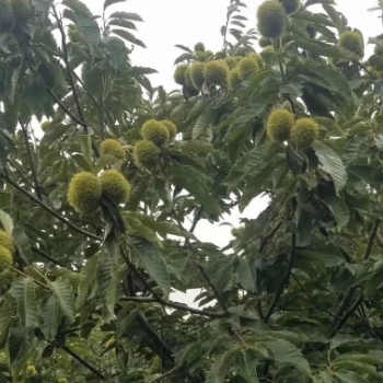 板栗苗，嫁接板栗苗，油板栗苗，大紅袍板栗苗，毛板栗苗