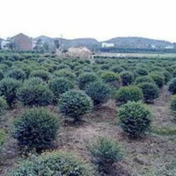 湖南瀏陽綠化苗木龜甲冬青杉價格四季紅苗圃基地龜甲冬青批發價格