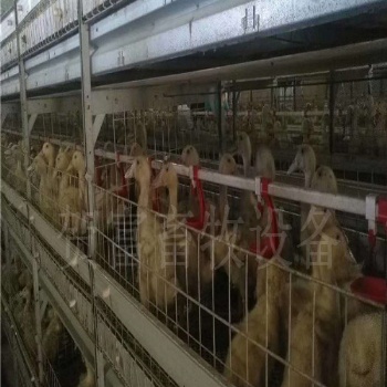 德州賀富肉鴨籠養(yǎng)設備