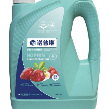 小白草莓生根養根就用諾普琳氨基酸沖施肥