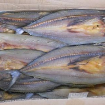 鲅魚低溫除濕壓縮機(jī)烘干機(jī)