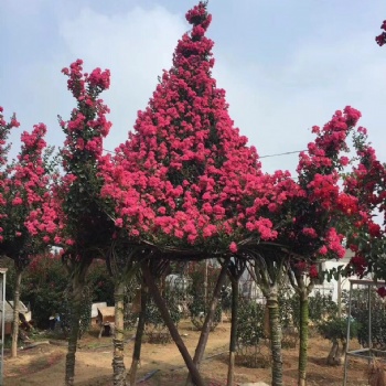 紫薇花亭園藝 亭子造型骨架 紫薇綠化風(fēng)景