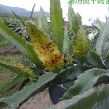 火龍果凍害的防治辦法 潰腐靈有機農(nóng)藥批發(fā)