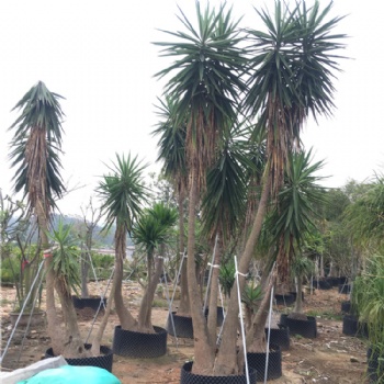 象腳絲蘭 龍舌蘭科巨絲蘭室內外觀賞多頭荷蘭鐵植物 無刺絲蘭多桿