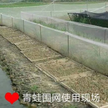青蛙養(yǎng)殖三要素:防逃網(wǎng)、食臺網(wǎng)、天網(wǎng)