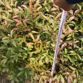 山杜英袋苗 山杜英價格 山杜英圖片