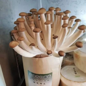 看這樣的有機香菇已經成為大眾喜歡的菜品營養健康