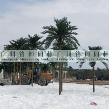 仿真椰子樹(shù)_人造椰子樹(shù)_仿真酒瓶椰子樹(shù)_仿真檳榔樹(shù)_仿真樹(shù)廠家
