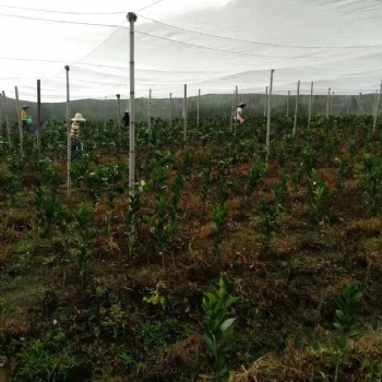 志廣茂倫絲網臍橙果木種植防蟲防落果隔離害蟲傳播