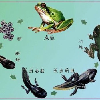 青蛙養殖成本的關鍵因素，禾牧黑斑蛙高產養殖技術