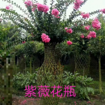 紫薇花瓶 紫薇造型 規格齊全 量大從優