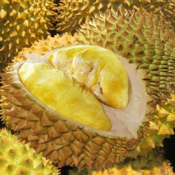 廣州榴蓮進(jìn)口報關(guān)**代理