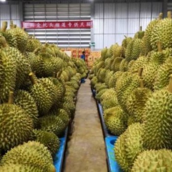廣州港新鮮榴蓮進(jìn)口報關(guān)手續(xù)