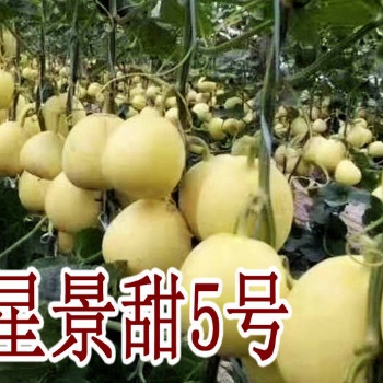 景甜5號甜瓜苗-口感好，產量佳，二茬瓜足足有一斤重！