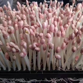 益康園芽苗菜的市場優勢
