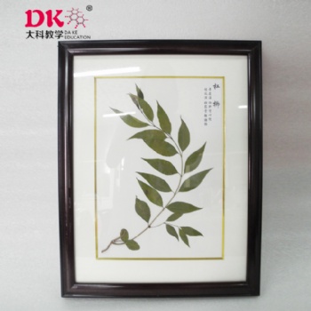 廠家規(guī)格可定制實木框金屬鏡框精裝干制植物中草藥臘葉標本