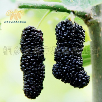 無籽大十果桑苗批發(fā)價(jià)格低優(yōu)質(zhì)嫁接桑葚果樹苗基地