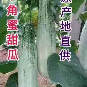 羊角蜜甜瓜產地直供電商超市