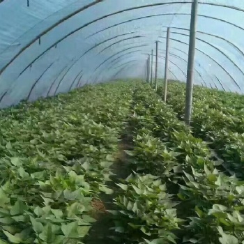 新疆西瓜紅紅薯苗價格基地