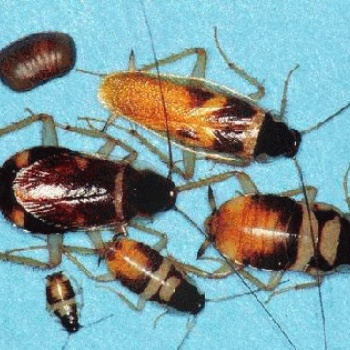 廣州番禺區(qū)化龍專業(yè)除鼠殺蟲(chóng)公司，工廠辦公室滅蟑螂蚊子飛蟲(chóng)服務(wù)