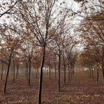 農戶紅櫸樹 南京紅櫸**價格 