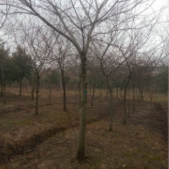 當年落羽杉小苗價格/落羽杉小苗市場
