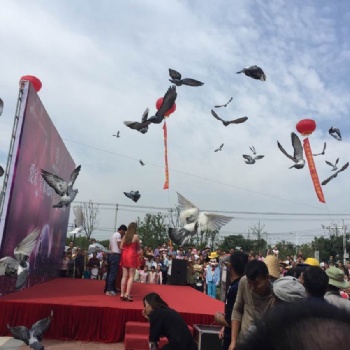 南京和平鴿放飛出租 開幕閉幕式和平鴿放飛出租 彩鴿放飛出租 鴿子放飛出租