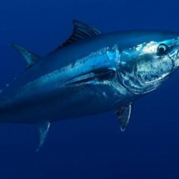 日本的金槍魚進(jìn)口報關(guān)編碼以及進(jìn)口報關(guān)關(guān)稅