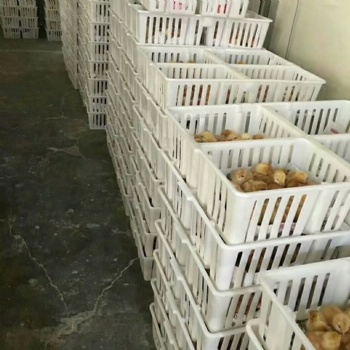 廠家現貨四格帶隔斷雞苗箱塑料雞苗筐雞苗鴨苗周轉箱圖片