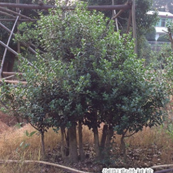 快來看看吧！造型狗骨樹|瀏陽狗骨樹基地降價找張總