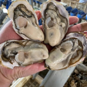 威海乳山牡蠣批發(fā)3-4兩生蠔價格
