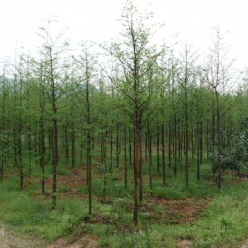 水杉報(bào)價(jià)｜水杉供應(yīng)｜江西水杉生產(chǎn)基地｜水杉苗圃