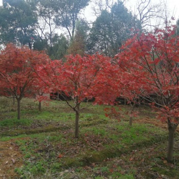 紅楓生產(chǎn)基地｜江西紅楓｜紅楓苗圃｜紅楓報(bào)價(jià)