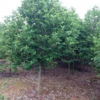 江西深山含笑 深山含笑基地 深山含笑供應(yīng) 深山含笑價(jià)格