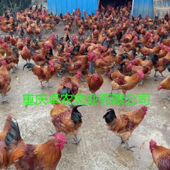 忠縣紅瑤土雞苗批發(fā)價(jià)格 石柱紅羽土雞苗養(yǎng)殖條件好