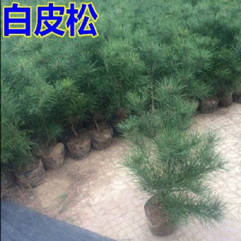 山西側柏，白皮松，油松，雪松，儈柏，華山松