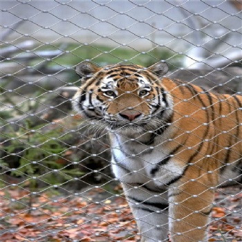 動(dòng)物圍欄,動(dòng)物園用網(wǎng),動(dòng)物籠舍網(wǎng)